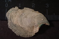 Isognomon