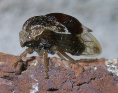 Xantholobus