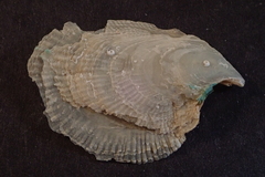 Isognomon
