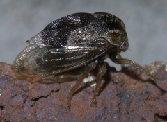 Xantholobus
