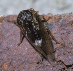 Xantholobus