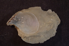 Isognomon