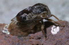 Xantholobus