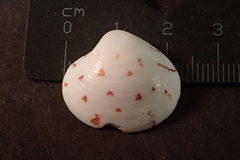 Lioconcha hieroglyphica