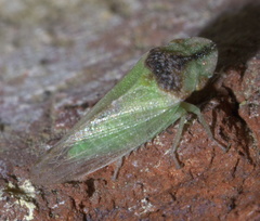 Xerophloea peltata