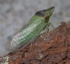 Xerophloea peltata