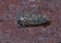 Xestocephalus superbus