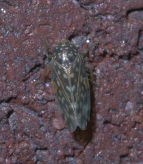 Xestocephalus superbus