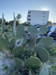 Opuntia tunoidea