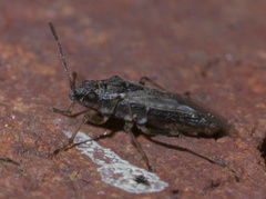 Xyonysius
