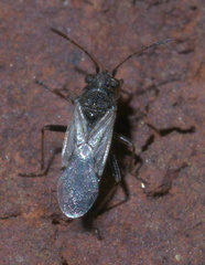 Xyonysius