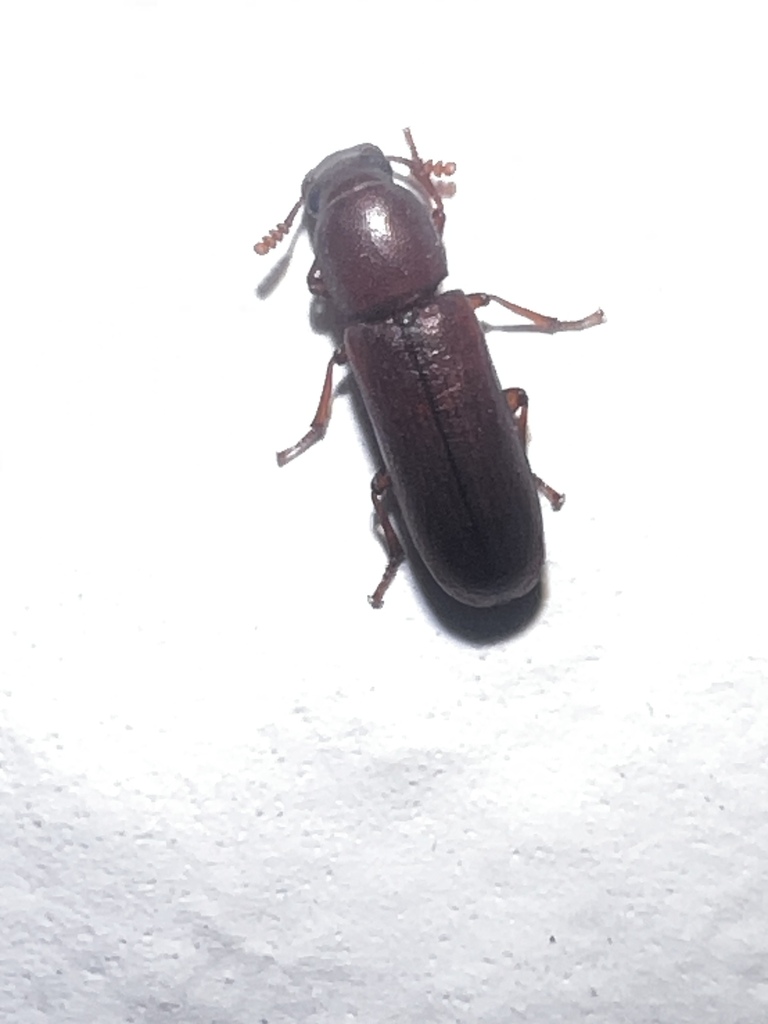Darkling beetle