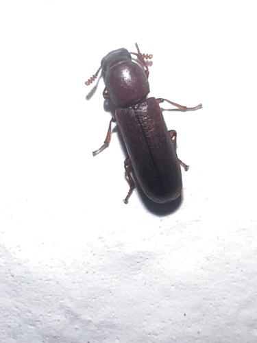 Darkling beetle