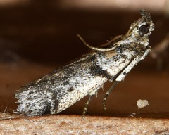 Amyelois transitella