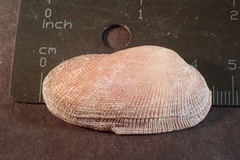 Barbatia amygdalumtostum