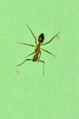 Camponotus conspicuus