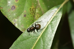 Camponotus ethicus