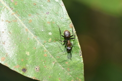 Camponotus ethicus