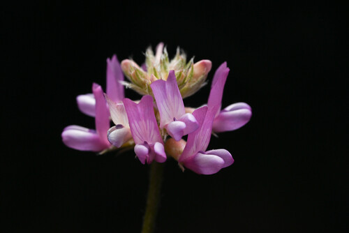 Gila milkvetch (Astragalus gilensis)
