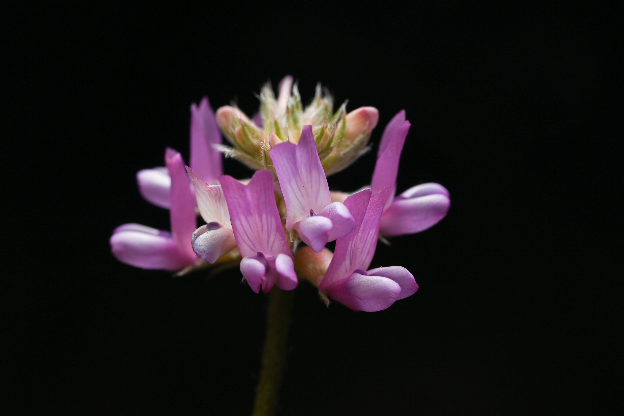 Astragalus gilensis