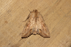 Ichneutica mollis