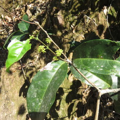 Salacia disepala