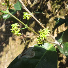 Salacia disepala