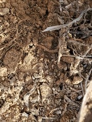 Arthrorhabdus pygmaeus