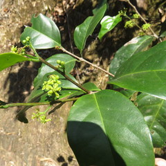 Salacia disepala