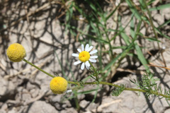 Matricaria