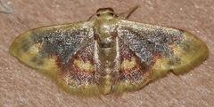 Idaea scintillularia