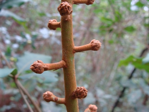 Oreopanax xalapensis