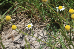 Matricaria