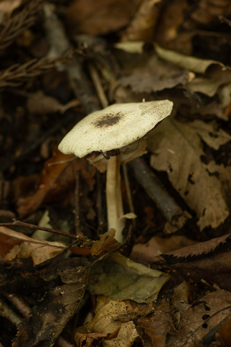 Agaricus moelleri