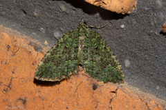 Austrocidaria callichlora