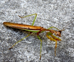 Stagmomantis montana