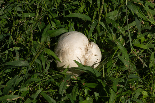 Calvatia nipponica