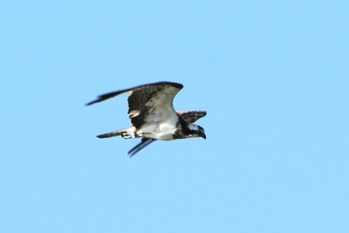 Avistamiento Águila pescadora (Marismas Tinto-Odiel)