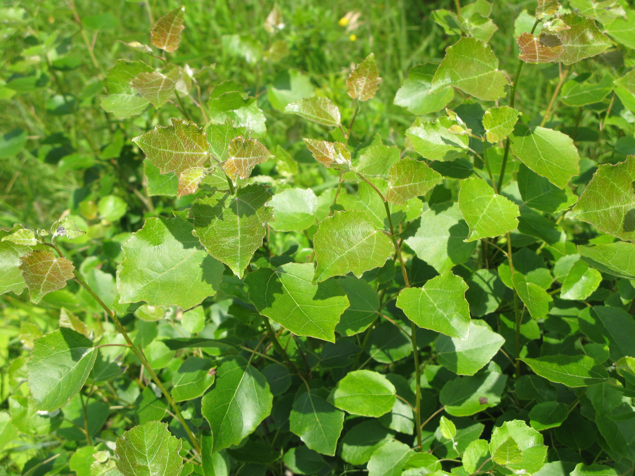 Populus X heimburgeri