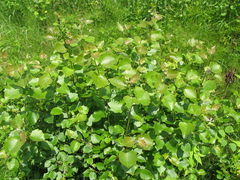 Populus × heimburgeri