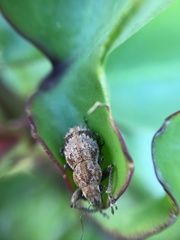 Pantomorus postfasciatus
