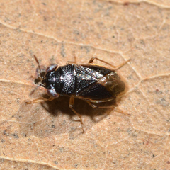 Geocoris uliginosus