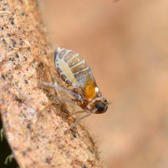 Flavoclypeus andromedus