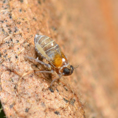 Flavoclypeus andromedus