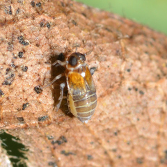 Flavoclypeus andromedus