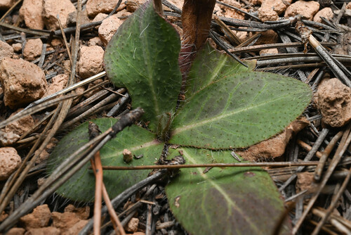 Hieracium fendleri, photograph 5