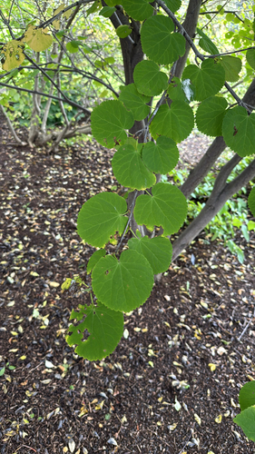 Cercidiphyllum magnificum iNat (1)