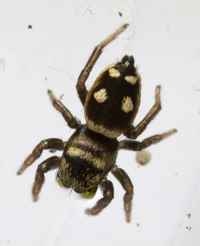 Heliophanus apiatus