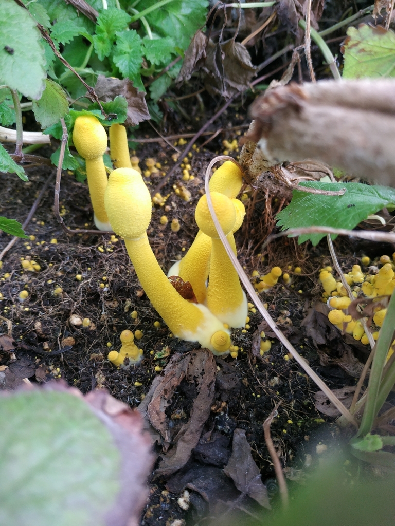 Leucocoprinus birnbaumii · August 2018 · photo: © angryphyco (iNaturalist, cc-by)