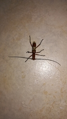 Cerambycinae